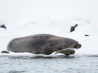 Weddell Seal (Leptonychotes Weddellii), rain and snow in Larsen Harbor. Larsen Harbor is the northernmost colony of Weddell Seals worldwide. © Martin Zwick/Danita Delimont