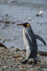 South Georgia. Stromness. King penguin (Aptenodytes patagonicus) on the beach.