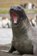 Fototapeta premium Antarctica, South Georgia, St. Andrews Bay. A Southern Elephant Seal shows threat behavior. 