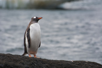 Naklejka premium Antarctica. Brown Bluff. Gentoo penguin (Pygoscelis papua) on a rock.