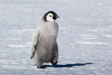 Fototapeta na wymiar Cape Washington, Antarctica. Emperor Penguin Chick