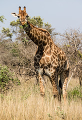 Giraffe in South Africa