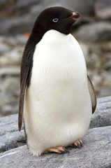 Adelie penguin Antarctica