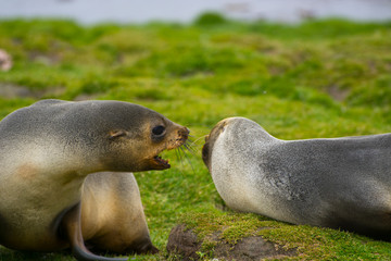 Obraz premium South Georgia. Stromness. Antarctic fur seal (Arctocephalus gazella) growling at a pup.
