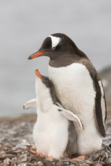 Antarctica, Aitcho Island. Gentoo penguin chick raises its flippers during a bonding moment with its parent. 