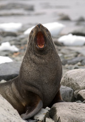Antarctic fur seal on beach in Antarctica