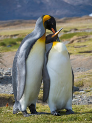 Fototapeta na wymiar King Penguin (Aptenodytes patagonicus) on the island of South Georgia, rookery in Fortuna Bay. Courtship behavior.