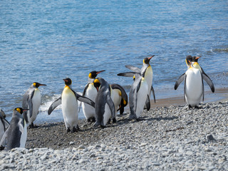 King Penguin (Aptenodytes patagonicus) on the island of South Georgia, rookery in Fortuna Bay.