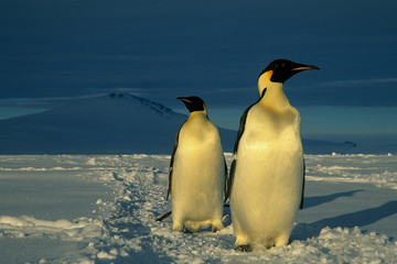 Fototapeta premium Emperor Penguins, (Aptenodytes forsteri), Mt. Melbourne behind, Cape Washington, Ross Sea, Antarctica.