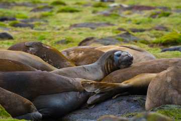 Fototapeta premium South Georgia. Stromness. Southern elephant seals (Mirounga leonina) molting.