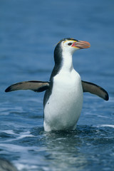 Fototapeta na wymiar Royal Penguin, (Eudyptes schlegeli) returning from sea, Macquarie Island, Australian sub-Antarctic.