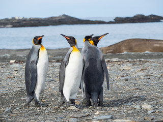 Fototapeta premium King Penguin (Aptenodytes patagonicus) on the island of South Georgia, rookery in St. Andrews Bay.