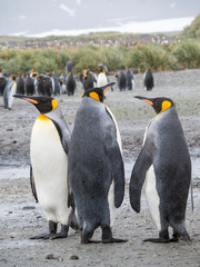 Obraz premium King Penguin (Aptenodytes patagonicus) on the island of South Georgia, the rookery on Salisbury Plain in the Bay of Isles.