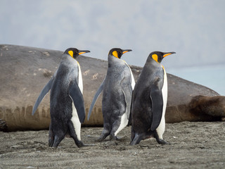 Fototapeta na wymiar King Penguin (Aptenodytes patagonicus) on the island of South Georgia, rookery in St. Andrews Bay. Adults on beach approaching the colony.