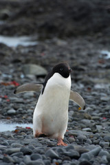 Naklejka premium Antarctica. Brown Bluff. Adelie penguins (Pygoscelis adeliae)