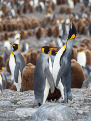 King Penguin (Aptenodytes patagonicus) on the island of South Georgia, rookery in St. Andrews Bay. Feeding behavior.