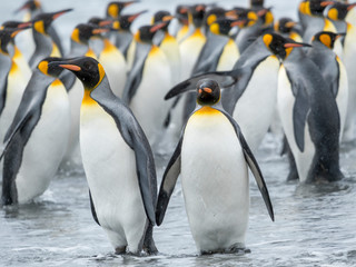 Fototapeta na wymiar King Penguin (Aptenodytes patagonicus) on the island of South Georgia, the rookery on Salisbury Plain in the Bay of Isles. Adults coming ashore.