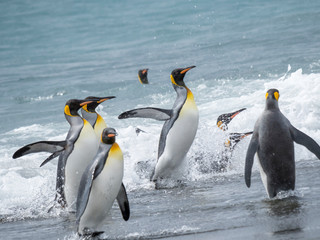Obraz premium King Penguin (Aptenodytes patagonicus) on the island of South Georgia, the rookery on Salisbury Plain in the Bay of Isles. Adults coming ashore.