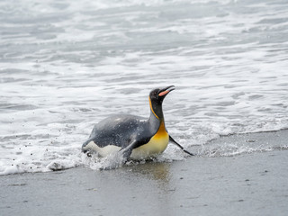 King Penguin (Aptenodytes patagonicus) on the island of South Georgia, the rookery on Salisbury Plain in the Bay of Isles. Adults coming ashore.