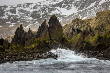 Surf breaking on rocks with kelp on Bird Island. South Georgia Islands.