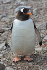 Antarctica. Neko Harbor. Gentoo Penguin (Pygoscelis papua) colony.
