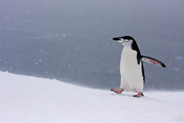 Half Moon Island, Antarctica. Chinstrap penguin walks alone in a snowstorm.