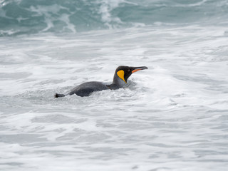 King Penguin (Aptenodytes patagonicus) on the island of South Georgia, the rookery on Salisbury Plain in the Bay of Isles. Adults entering the sea.