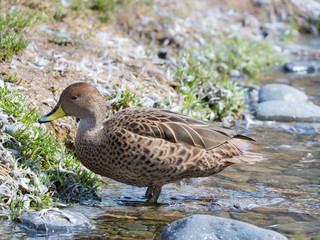 Yellow-billed Pintail (Anas georgica georgica) endemic to South Georgia.