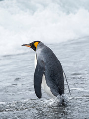 King Penguin (Aptenodytes patagonicus) on the island of South Georgia, the rookery on Salisbury Plain in the Bay of Isles. Adults entering the sea.