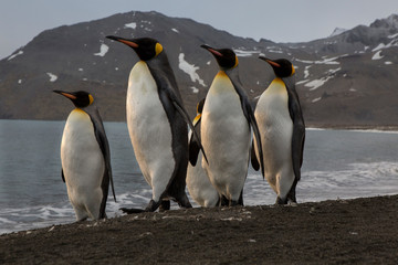 Marching king penguins on the beach of St. Andrews Bay, South Georgia Islands.
