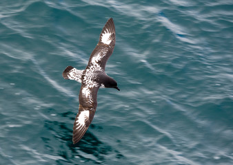 Cape Petrel Antarctica