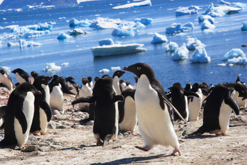 Obraz premium Adelie Penguin. Devil Island, Antarctica.