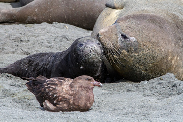 Female Elephant Seal with pup on the beach of Gold Harbor. South Georgia Islands.