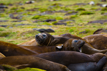 South Georgia. Stromness. Southern elephant seals (Mirounga leonina) molting.