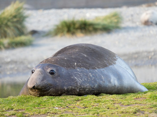 Southern elephant seal (Mirounga leonina) bull on beach. © Martin Zwick/Danita Delimont