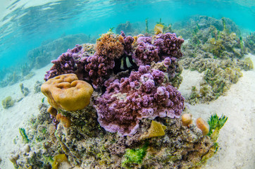 Coral head inside lagoon at Moorea island in Tahiti French Polynesia