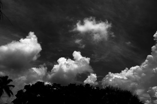 Dramatic high contrast black and white image of ominous storm clouds forming over trees in tropical florida.