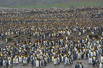 Obraz premium South Georgia. Saint Andrews. View of the huge king penguin (Aptenodytes patagonicus) colony.
