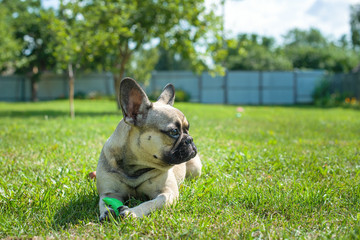 French bulldog in the garden