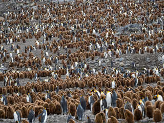 King Penguin (Aptenodytes patagonicus) on the island of South Georgia, rookery in St. Andrews Bay.