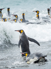 King Penguin (Aptenodytes patagonicus) on the island of South Georgia, the rookery on Salisbury Plain in the Bay of Isles. Adults entering the sea.