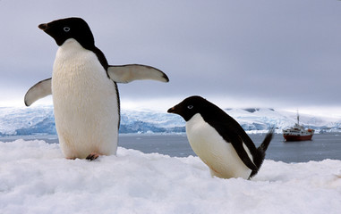 Pair Adelie penguins Antarctica