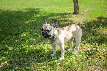 French bulldog in the garden
