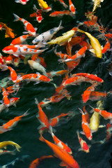 Asia, China, Hong Kong, Kowloon, Wong Tai Sin District, Diamond Hill area. Jumble of multicolored koi carp form a colorful pattern in the Blue Pond of the Nan Lian Garden.