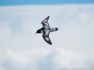 Cape Petrel (Daption capense), South Atlantic near South Georgia.