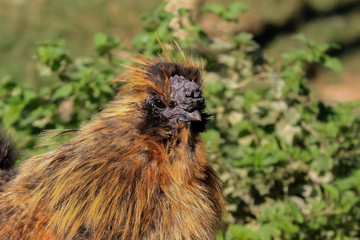 Braunes Seidenhuhn, Gallus domesticus 