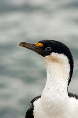A blue-eyed shag in Antarctica