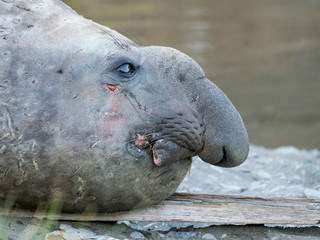 Southern elephant seal (Mirounga leonina) bull on beach. © Martin Zwick/Danita Delimont