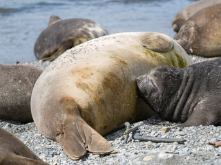 Southern elephant seal (Mirounga leonina) suckling pup on beach.