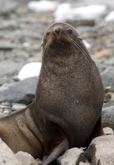 Fototapeta premium Antarctic fur seal on beach in Antarctica